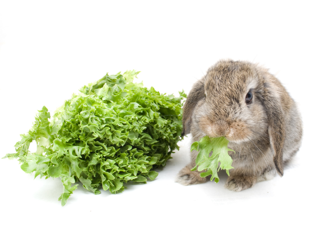 alimentazione-conigli